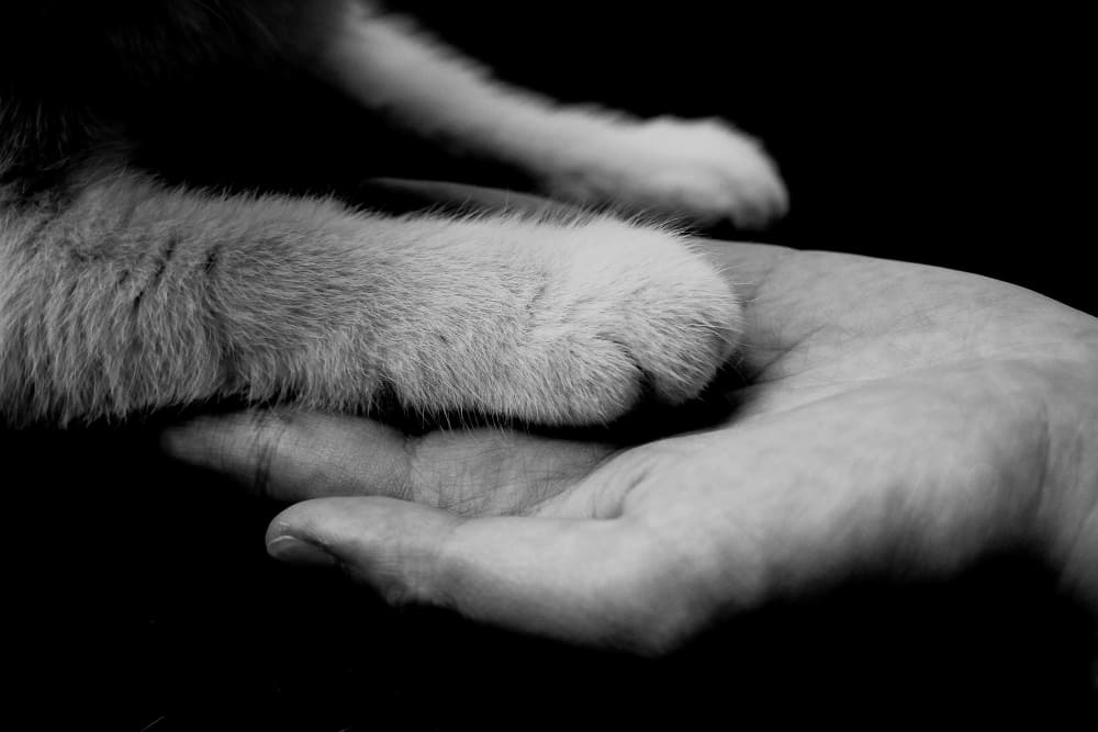 como afrontar el duelo por una mascota