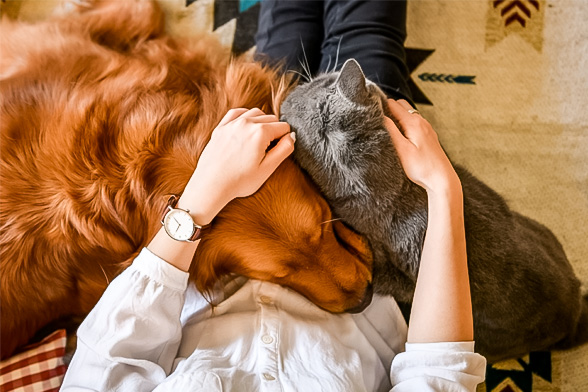 funeraria de mascotas