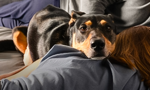 incineración de perros