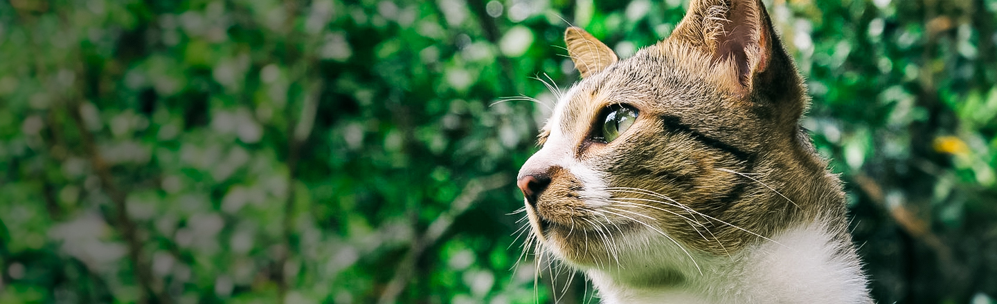 rinde homenaje a tu gato