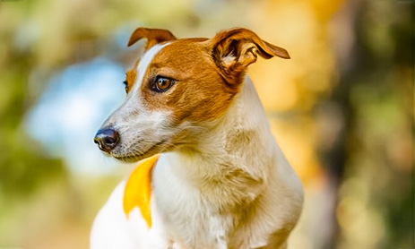 servicios de cremación y tanatorio