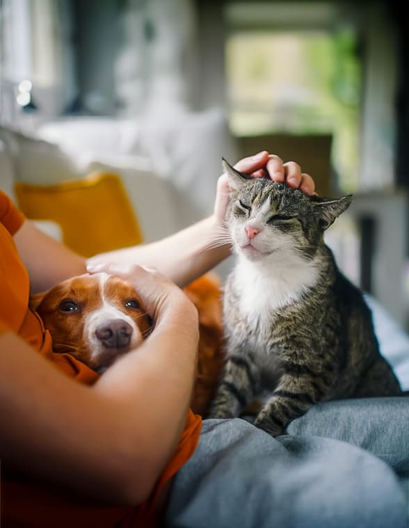 gestionar el duelo por la muerte de una mascota