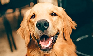 incineración de perros