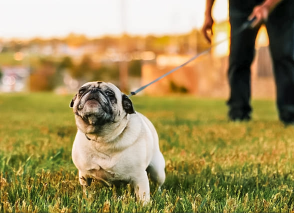 por qué elegir los servicios de artemis