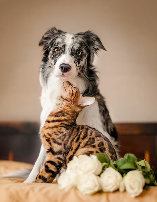 incineración de mascotas