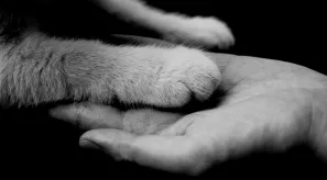 como afrontar el duelo por una mascota